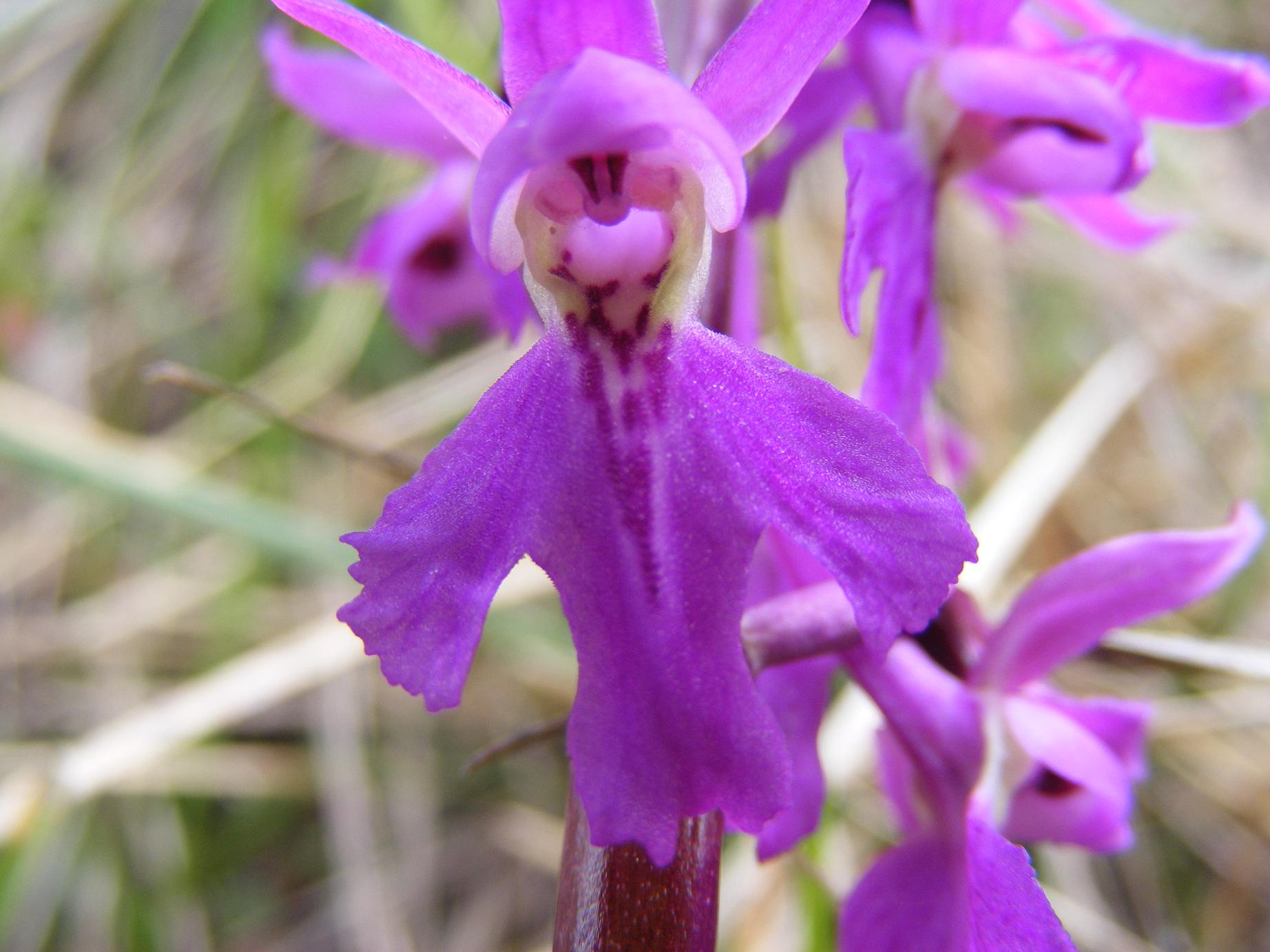 Identificazione 2: Orchis mascula?